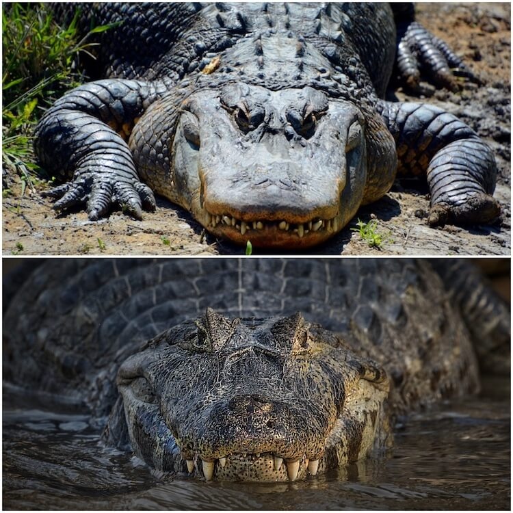 Alligator-vs-Crocodile.jpg