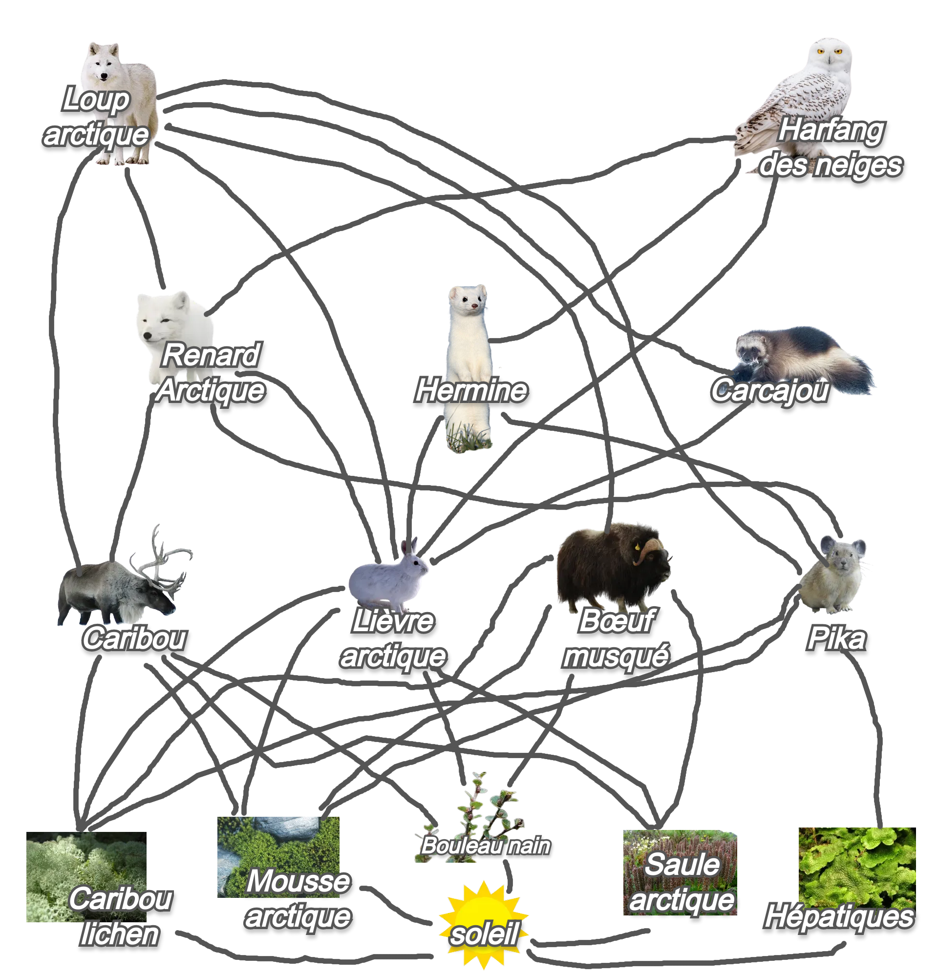 reseaux alimentaire.png