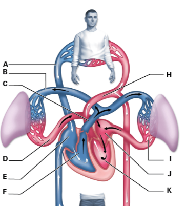 Sciences Alloprof 2.png