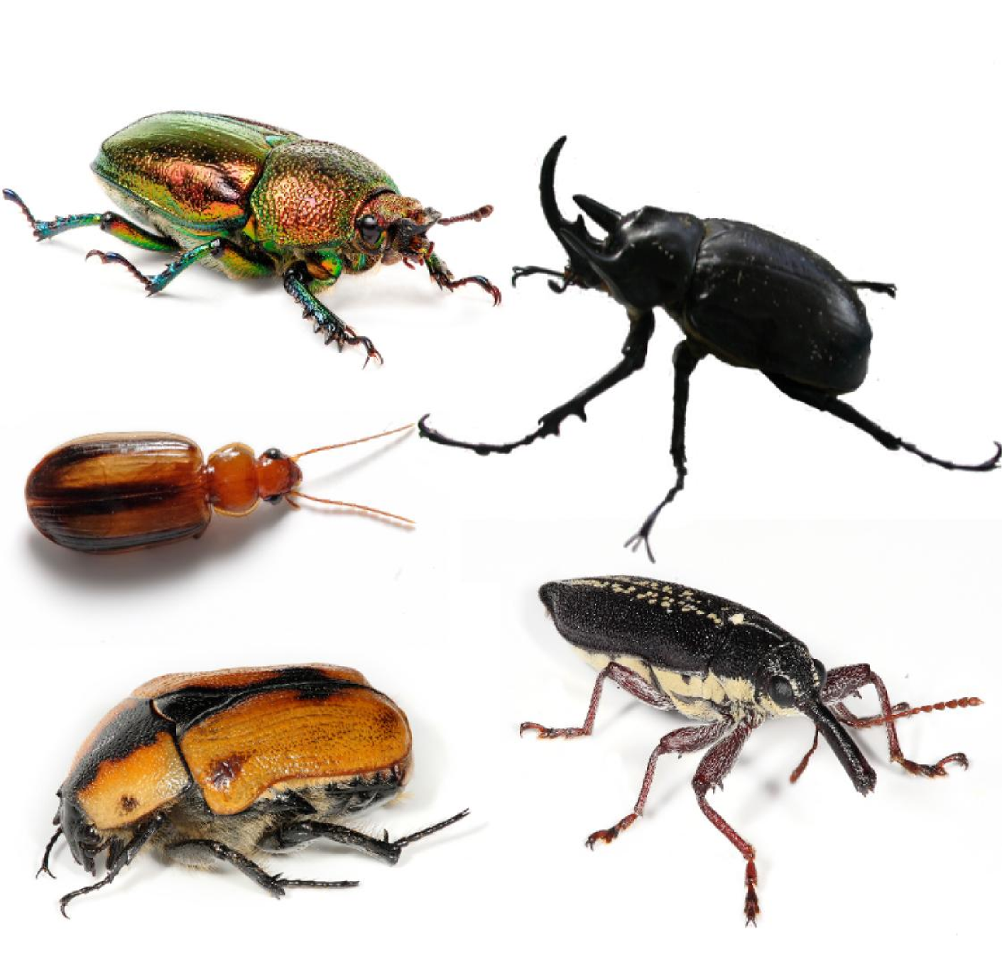 Coleoptera_collage.png