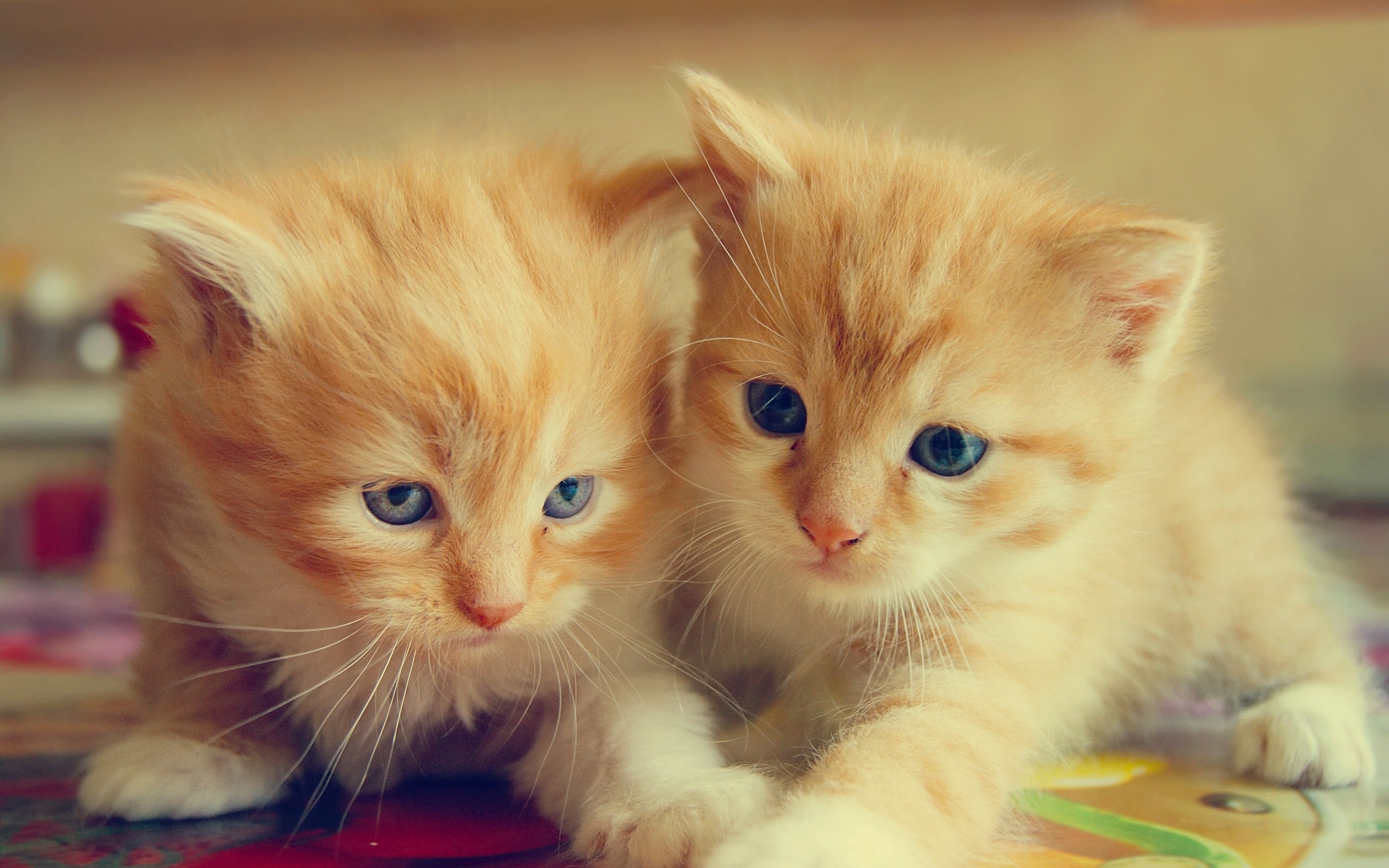 Furry-kittens-two-cats_2560x1600 (1).jpg